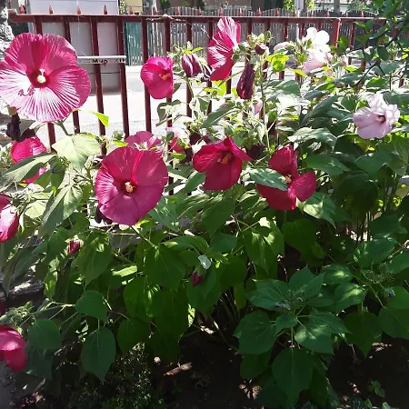 Mariella Vila Siófok