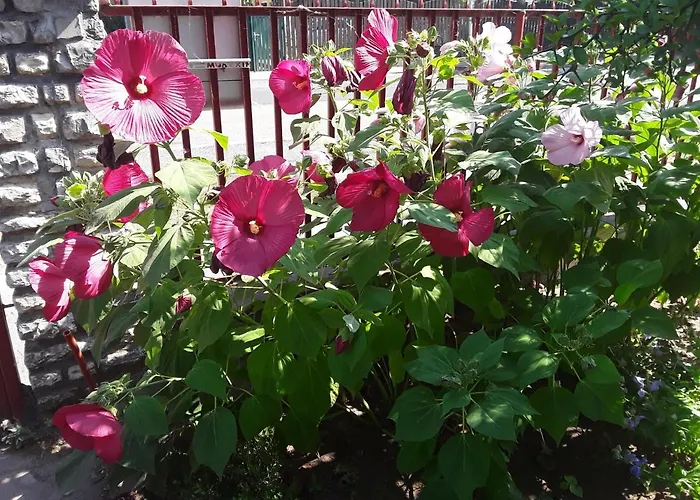 Mariella Willa Siófok